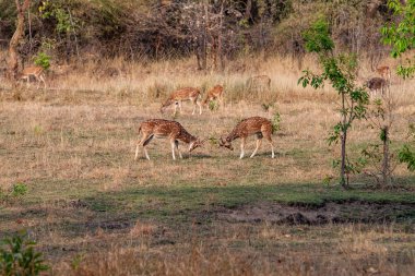 Hindistandaki Bandhavgarh Ulusal Parkı 'nda benekli geyik ya da eksen geyiği olarak da bilinir. Bandhavgarh Madhya Pradesh 'te yer almaktadır..