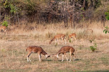 Hindistandaki Bandhavgarh Ulusal Parkı 'nda benekli geyik ya da eksen geyiği olarak da bilinir. Bandhavgarh Madhya Pradesh 'te yer almaktadır..