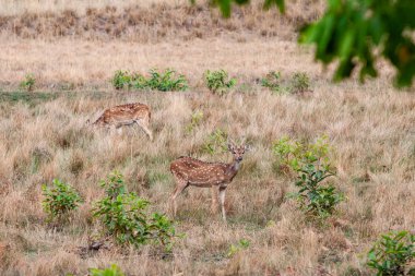 Hindistandaki Bandhavgarh Ulusal Parkı 'nda benekli geyik ya da eksen geyiği olarak da bilinir. Bandhavgarh Madhya Pradesh 'te yer almaktadır..