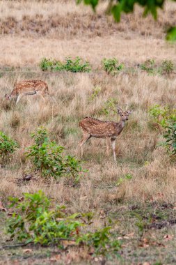 Hindistandaki Bandhavgarh Ulusal Parkı 'nda benekli geyik ya da eksen geyiği olarak da bilinir. Bandhavgarh Madhya Pradesh 'te yer almaktadır..
