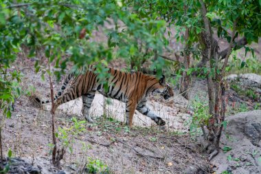 Bandhavgarh Ulusal Parkı, Hindistan 'da Bengal kaplanı avı