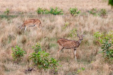 Hindistandaki Bandhavgarh Ulusal Parkı 'nda benekli geyik ya da eksen geyiği olarak da bilinir. Bandhavgarh Madhya Pradesh 'te yer almaktadır..
