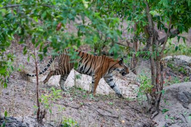 Bandhavgarh Ulusal Parkı, Hindistan 'da Bengal kaplanı avı