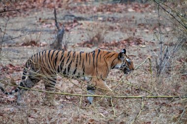 Bandhavgarh Ulusal Parkı, Hindistan 'da Bengal kaplanı avı