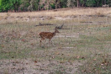 Hindistandaki Bandhavgarh Ulusal Parkı 'nda benekli geyik ya da eksen geyiği olarak da bilinir. Bandhavgarh Madhya Pradesh 'te yer almaktadır..
