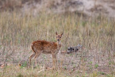 Hindistandaki Bandhavgarh Ulusal Parkı 'nda benekli geyik ya da eksen geyiği olarak da bilinir. Bandhavgarh Madhya Pradesh 'te yer almaktadır..