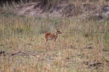 Hindistandaki Bandhavgarh Ulusal Parkı 'nda benekli geyik ya da eksen geyiği olarak da bilinir. Bandhavgarh Madhya Pradesh 'te yer almaktadır..