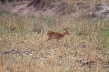 Hindistandaki Bandhavgarh Ulusal Parkı 'nda benekli geyik ya da eksen geyiği olarak da bilinir. Bandhavgarh Madhya Pradesh 'te yer almaktadır..