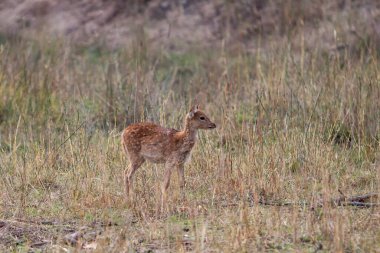 Hindistandaki Bandhavgarh Ulusal Parkı 'nda benekli geyik ya da eksen geyiği olarak da bilinir. Bandhavgarh Madhya Pradesh 'te yer almaktadır..
