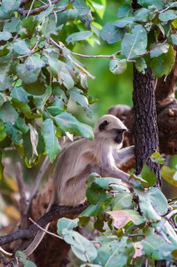 Gray Langur, Hindistan 'daki Bandhavgarh Ulusal Parkı' nda Hanuman Langur olarak da bilinir. Bandhavgarh, Madhya Pradesh 'te yer almaktadır. Hintli langurlar uzun kuyruklu maymunlardır..