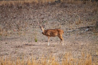 Hindistandaki Bandhavgarh Ulusal Parkı 'nda benekli geyik ya da eksen geyiği olarak da bilinir. Bandhavgarh Madhya Pradesh 'te yer almaktadır..