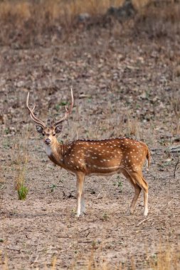 Hindistandaki Bandhavgarh Ulusal Parkı 'nda benekli geyik ya da eksen geyiği olarak da bilinir. Bandhavgarh Madhya Pradesh 'te yer almaktadır..