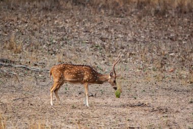Hindistandaki Bandhavgarh Ulusal Parkı 'nda benekli geyik ya da eksen geyiği olarak da bilinir. Bandhavgarh Madhya Pradesh 'te yer almaktadır..