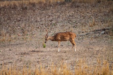 Hindistandaki Bandhavgarh Ulusal Parkı 'nda benekli geyik ya da eksen geyiği olarak da bilinir. Bandhavgarh Madhya Pradesh 'te yer almaktadır..