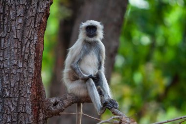 Gray Langur, Hindistan 'daki Bandhavgarh Ulusal Parkı' nda Hanuman Langur olarak da bilinir. Bandhavgarh, Madhya Pradesh 'te yer almaktadır. Hintli langurlar uzun kuyruklu maymunlardır..