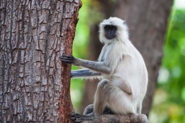 Gray Langur, Hindistan 'daki Bandhavgarh Ulusal Parkı' nda Hanuman Langur olarak da bilinir. Bandhavgarh, Madhya Pradesh 'te yer almaktadır. Hintli langurlar uzun kuyruklu maymunlardır..