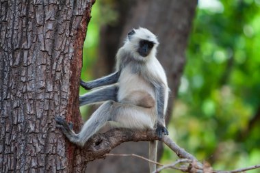 Gray Langur, Hindistan 'daki Bandhavgarh Ulusal Parkı' nda Hanuman Langur olarak da bilinir. Bandhavgarh, Madhya Pradesh 'te yer almaktadır. Hintli langurlar uzun kuyruklu maymunlardır..