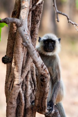 Gray Langur, Hindistan 'daki Bandhavgarh Ulusal Parkı' nda Hanuman Langur olarak da bilinir. Bandhavgarh, Madhya Pradesh 'te yer almaktadır. Hintli langurlar uzun kuyruklu maymunlardır..