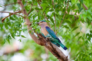 Hindistan 'daki Bandhavgarh Ulusal Parkı' nda Hint patenci. Bandhavgarh Madhya Pradesh 'te yer almaktadır.