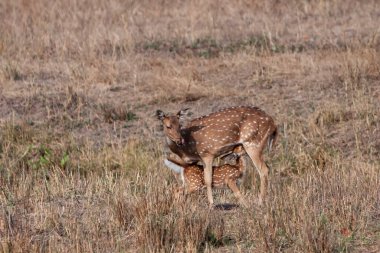 Güney Afrika Kruger Ulusal Parkı 'nda İmpala Antilopları