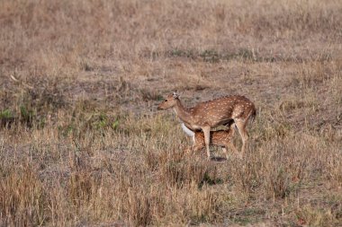 Geyik ve yavrusu Bandhavgarh Ulusal Parkı, Hindistan.