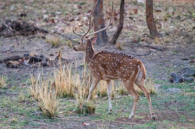 Geyik Bandhavgarh Ulusal Parkı, Hindistan. 