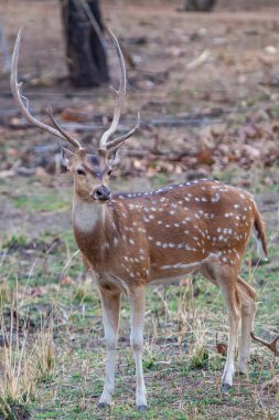 Geyikler Bandhavgarh Ulusal Parkı, Hindistan.