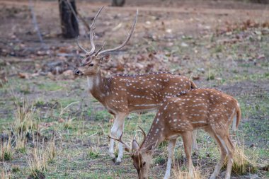 Erkek geyikler Bandhavgarh Ulusal Parkı, Hindistan 'da savaşıyor..