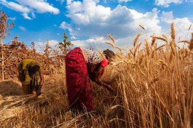 Hindistan 'ın Madhya Pradesh kentindeki Bandhavgarh Ulusal Parkı' nda, Tala adında küçük bir köyde tarlada çalışan kimliği belirsiz kadınlar, yaklaşık Nisan 2011 'de
