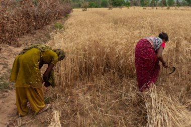 Hindistan 'ın Madhya Pradesh kentindeki Bandhavgarh Ulusal Parkı' nda, Tala adında küçük bir köyde tarlada çalışan kimliği belirsiz kadınlar, yaklaşık Nisan 2011 'de