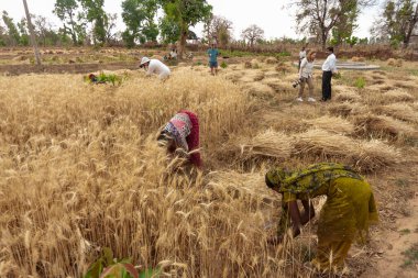 Hindistan 'ın Madhya Pradesh kentindeki Bandhavgarh Ulusal Parkı' nda, Tala adında küçük bir köyde tarlada çalışan kimliği belirsiz kadınlar, yaklaşık Nisan 2011 'de