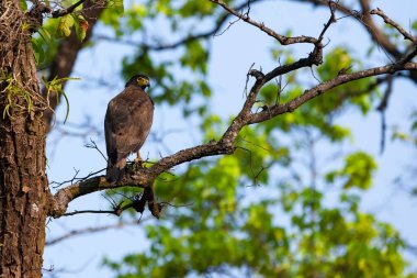 Ormandaki bir ağacın dalındaki kuş.