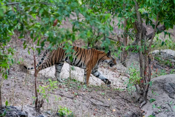 Bengálský Lov Tygrů Národním Parku Bandhavgarh Indie — Stock fotografie