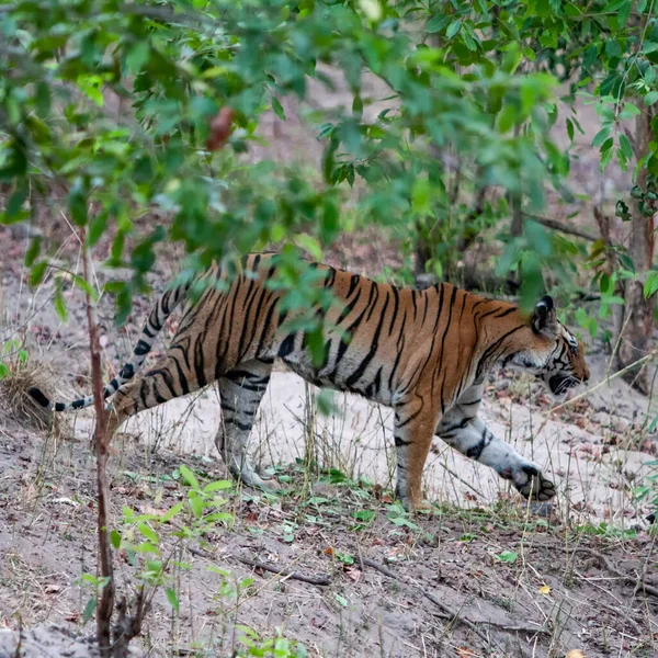 Bengálský Lov Tygrů Národním Parku Bandhavgarh Indie — Stock fotografie