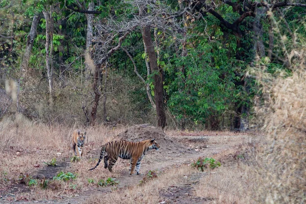 Бенгальский Тигр Загрыз Медведя Национальном Парке Хавгарх Индии — стоковое фото