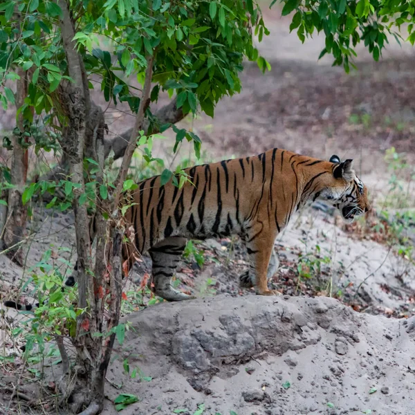 Bengal Tiger Huntering Bandhavgarh National Park India — Stock Photo, Image