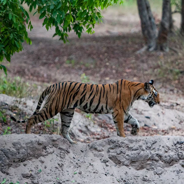 Chasse Tigre Bengale Dans Parc National Bandhavgarh Inde — Photo