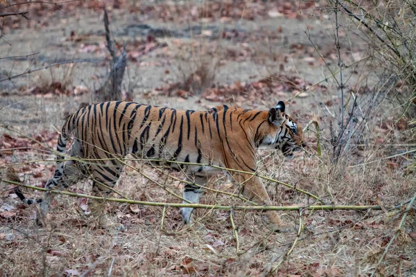 Caccia Alle Tigri Nel Bandhavgarh National Park India — Foto Stock