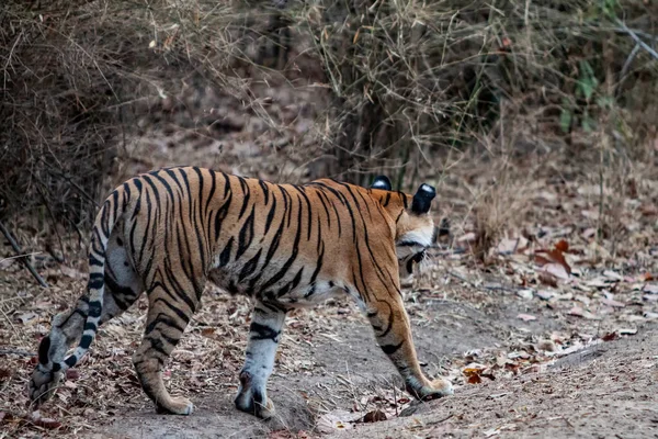 Cazador Tigres Bengala Parque Nacional Bandhavgarh India —  Fotos de Stock
