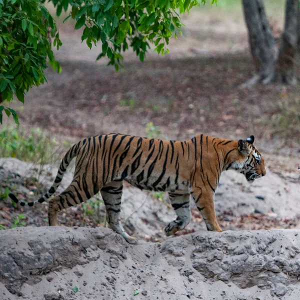 Chasse Tigre Bengale Dans Parc National Bandhavgarh Inde — Photo