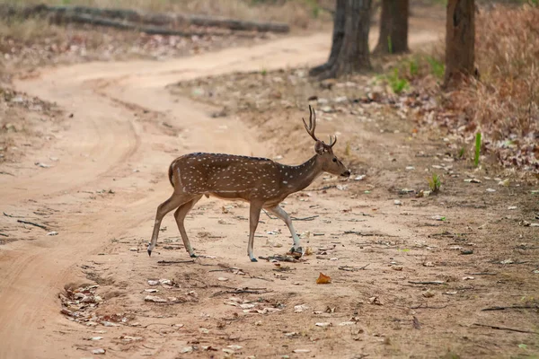 Ciervo Chital Cheetal Eje Del Eje También Conocido Como Ciervo —  Fotos de Stock