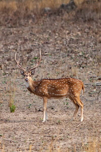 Chital or cheetal deer (Axis axis), also known as spotted deer or axis deer in the Bandhavgarh National Park in India. Bandhavgarh is located in Madhya Pradesh.