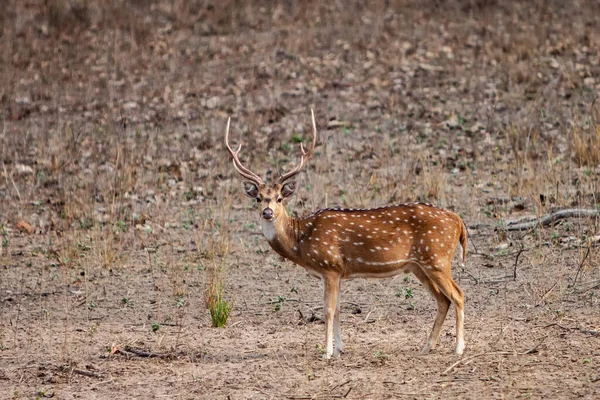 Chital Cheetal Deer Axis Axis Also Known Spotted Deer Axis — Stock Photo, Image