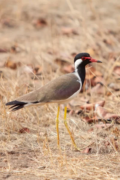 Lâmina Wattled Vermelho Índices Vanellus Plover Grande Wader Parque Nacional — Fotografia de Stock