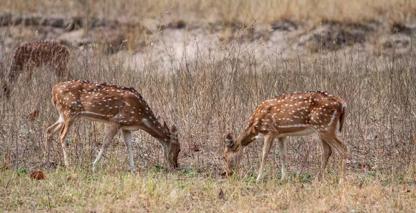 Impala Antelopes Nel Kruger National Park Sud Africa — Foto Stock