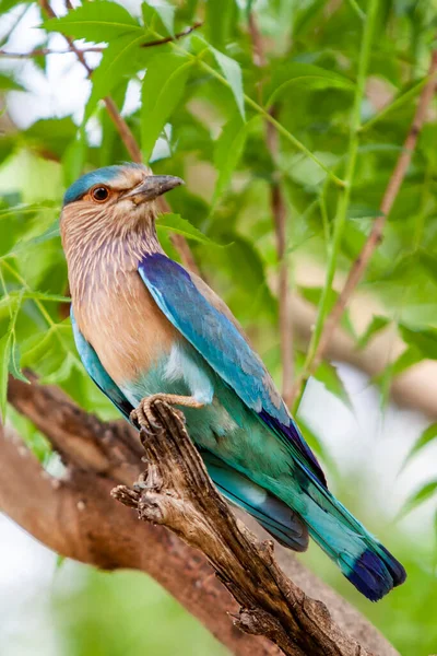 Rouleau Indien Dans Parc National Bandhavgarh Inde Bandhavgarh Est Situé — Photo