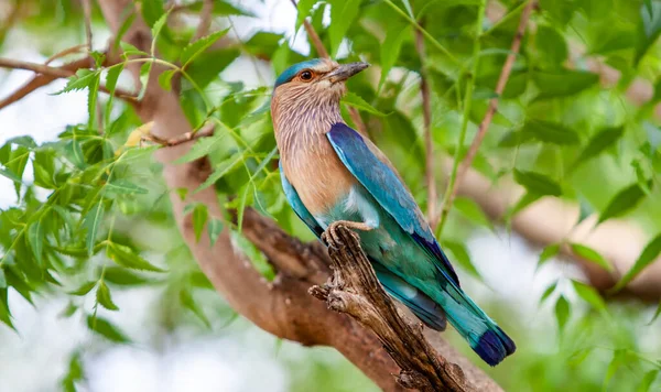 Indiai Roller Bandhavgarh Nemzeti Parkban Indiában Bandhavgarh Madhya Pradesh Ben — Stock Fotó