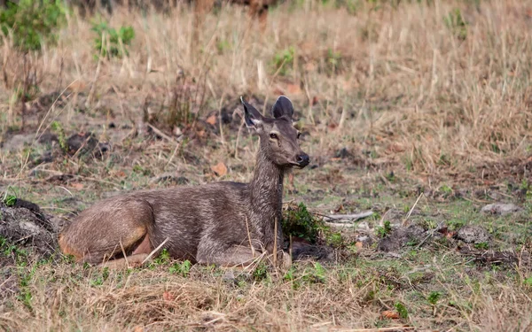 Impala Antelopes Krugerin Kansallispuistossa Etelä Afrikka — kuvapankkivalokuva