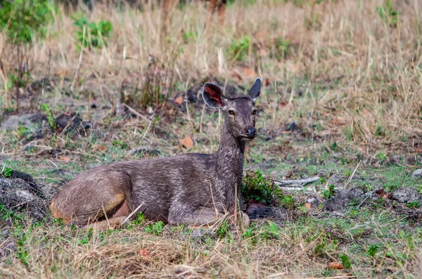 Peura Bandhavgarhin Kansallispuistossa Intia — kuvapankkivalokuva