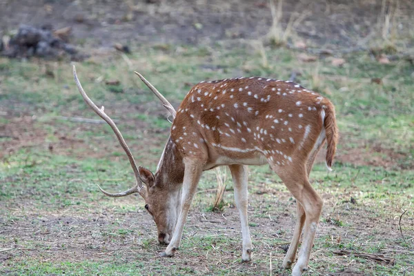 Cerfs Dans Parc National Bandhavgarh Inde — Photo